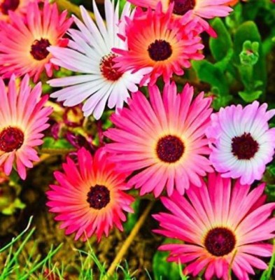 MAA Ice Plant Seed(300 per packet)