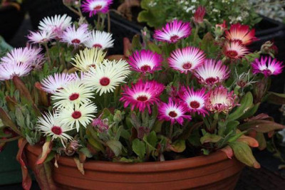MAA Ice Plant Seed(190 per packet)