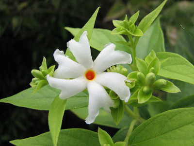 BDSresolve Queen of night Seeds/jasmine seeds 16 Seed(16 per packet)