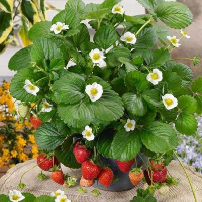 SANJU Strawberry Plant(Hybrid, Pack of 1)