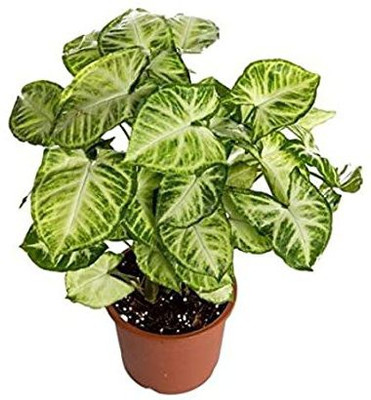 KUMUBON Syngonium Plant(Hybrid, Pack of 1)