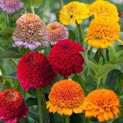 MAA Zinna Seed(31 per packet)