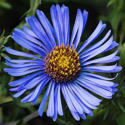 VNR aster beautiful flower hybrid seeds 1-packet Seed(10 per packet)