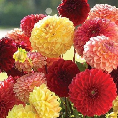 Chalisa Dahlia, Dhalia, Dahlia Pinnata, seed, Flowering plant Seed(40 per packet)