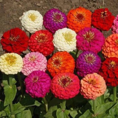 MAA Zinna Seed(46 per packet)