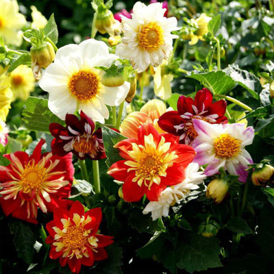 MAA Dhalia Seed(31 per packet)