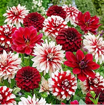 Chalisa Dahlia, Dhalia, Dahlia Pinnata, seed, Flowering plant Seed(25 per packet)