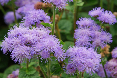 FRESHO ageratum beautiful flower hybrid seeds 1-packet Seed(20 per packet)