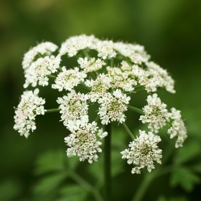 FRESHO angelica beautiful flower hybrid seeds 1-packet Seed(70 per packet)