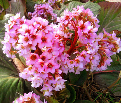 FRESHO bergenia flower beautiful flower hybrid seeds 1-packet Seed(70 per packet)