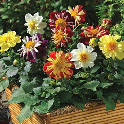 MAA Dhalia Seed(10 per packet)