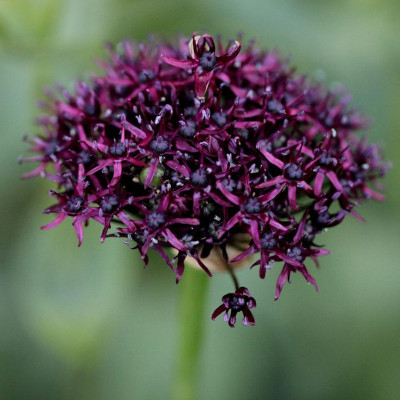 FRESHO allium beautiful flower hybrid seeds 1-packet Seed(20 per packet)
