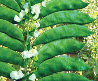 PRADHAM SEEDS beans Seed(10 g)