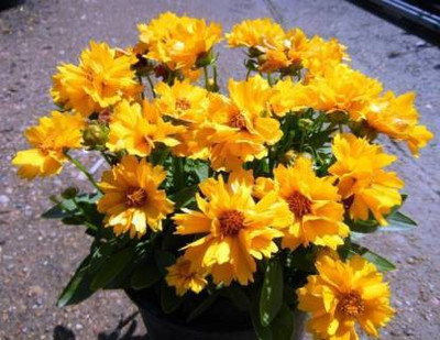 MAA Coreopsis Seed(50 per packet)