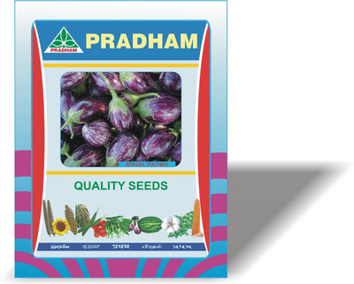 PRADHAM SEEDS BRINJAL RUCHIKA Seed(10 g)