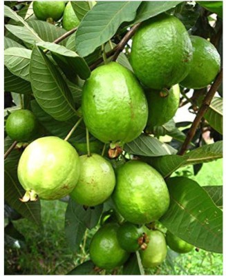 Greenhouse Stock Guava Plant(Hybrid, Pack of 1)