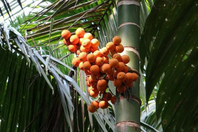 GreenHorizon Betel Nut/Supari Plant(Hybrid, Pack of 1)