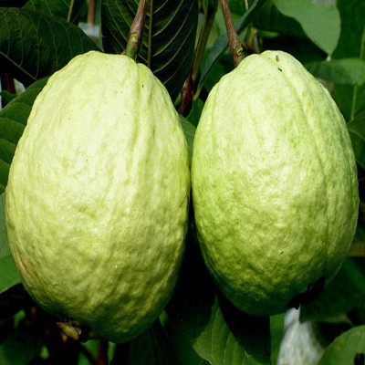 Ukanda Guava Plant(Hybrid, Pack of 1)