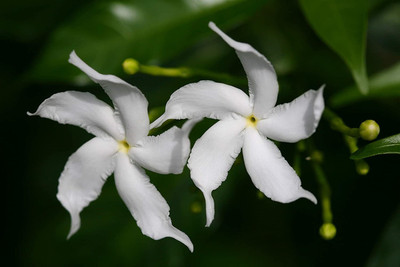 PB honey priya plant Night Bloom Jasmine Plant(Hybrid, Pack of 1)