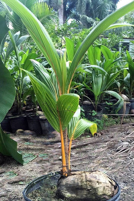 FURYHUB Coconut Plant(Hybrid, Pack of 1)