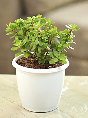 Corofitam Bacopa Monnieri(Hybrid, Pack of 1)