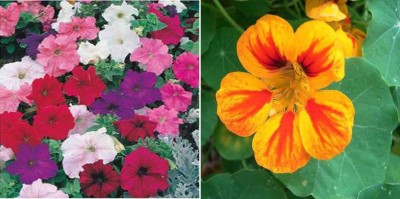 xcentax Nasturtium Winter, Petunia Mixed Winter Seed(20 per packet)