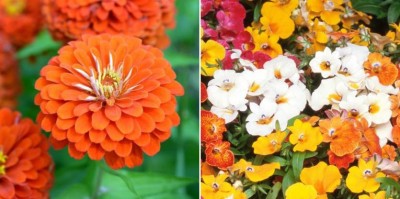 xcentax Nasturtium Mixed Winter, Orange Zinnia Seed(20 per packet)