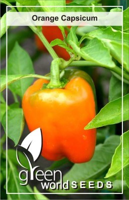 Green World Bell Pepper / Orange Capsicum Seeds (100 Nos.) Seed(100 per packet)