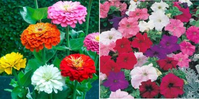 xcentax Petunia Mixed winter, ZINNIA LILLIPUT MIXED FLOWER SEED Seed(20 per packet)