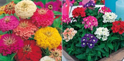 xcentax Verbena Winter Flower Seed, ZINNIA DOUBLE MIXED SUMMER Seed(20 per packet)