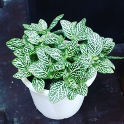 Click to purchase Fittonia albivenis/Nerve Plant(Hybrid, Pack of 1)