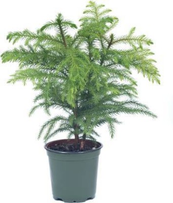 greengrow Christmas Tree Plant(Pack of 1)