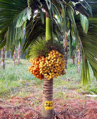 GreenyOn Betel Nut/Supari Plant(Hybrid, Pack of 1)