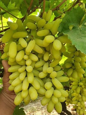 FasanGreen Grapes Plant(Hybrid, Pack of 1)