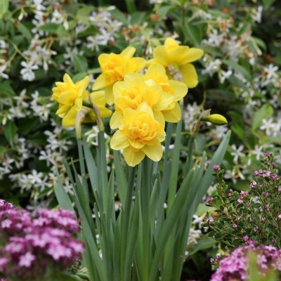 FERNSFLY® IMP. Daffodil Aromatic Flower Bulbs Winter Flower Home Pot Land Gardening Bulbs planting (Pack of 18 Yellow Cheerfulness Daffodil) Seed(18 per packet)