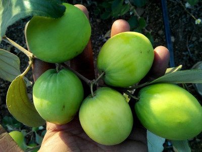 My Dream Nursery Ber Apple Plant(Hybrid, Pack of 1)