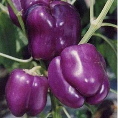 Aywal Capsicum White Shimla Mirch Seed(100 per packet)