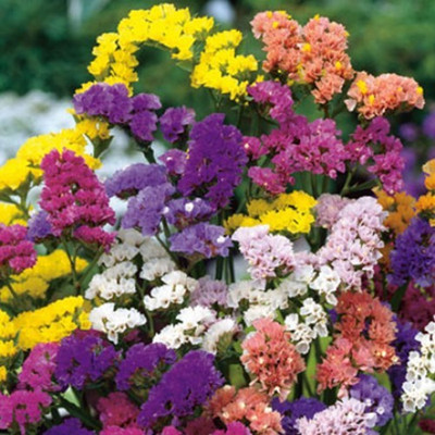 Green World LIMONIUM SINUATA STATIC FLOWER SEEDS Seed(20 per packet)