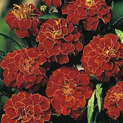 Mozette MariGold Red Flower Seed(37 per packet)