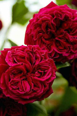 SIDDHI VINAYAK GALLERY Paeonia Seed(12 per packet)