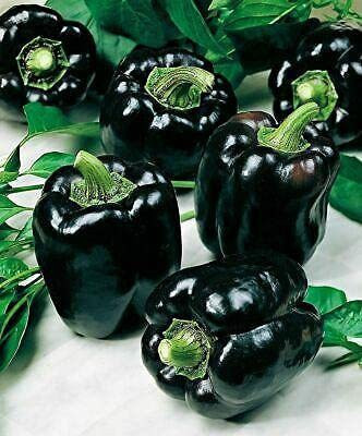 KANAYA Shimla Mirch F1 Hybrid Vegetable Seed(270 per packet)
