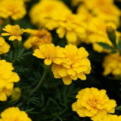 Green World FRENCH MARIGOLD YELLOW FLOWER SEEDS (10 SEEDS) Seed(10 per packet)