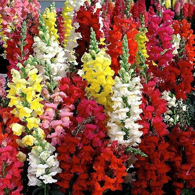 KANAYA Antirrhinum Majus Flower Seed(33 per packet)