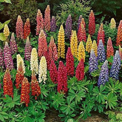 Aywal Lupin Pixie Dwarft Mixed Flower Seed(90 per packet)