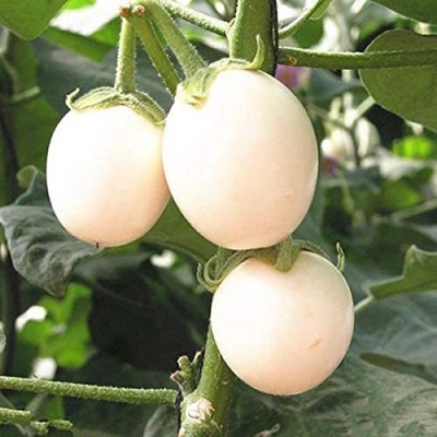 VibeX LX-64 - Brinjal White Round Vegetable F1 Hybrid - (450 Seeds) Seed(450 per packet)