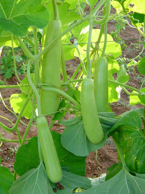 PRADHAM SEEDS BOTTLE GOURD Seed(1 kg)