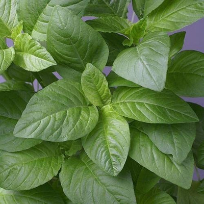 Aywal Cholai Saag Seed(700 per packet)