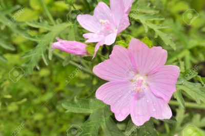 VNR malva beautiful flower hybrid seeds 1-packet Seed(50 per packet)