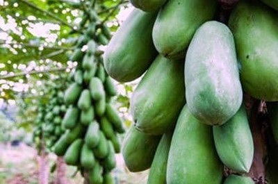 THAMMAR Papaya Seed(400 per packet)
