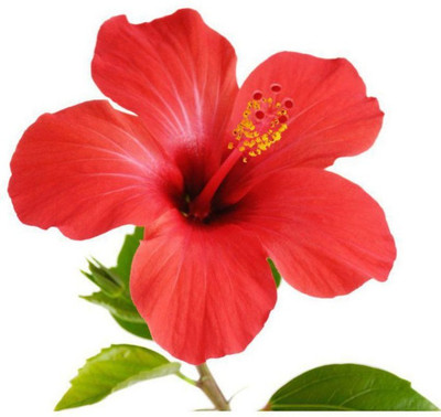 Cosmos hibiscus beautiful flower hybrid seeds 1-packet Seed(100 per packet)